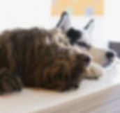 Two dogs