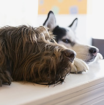 2匹の犬