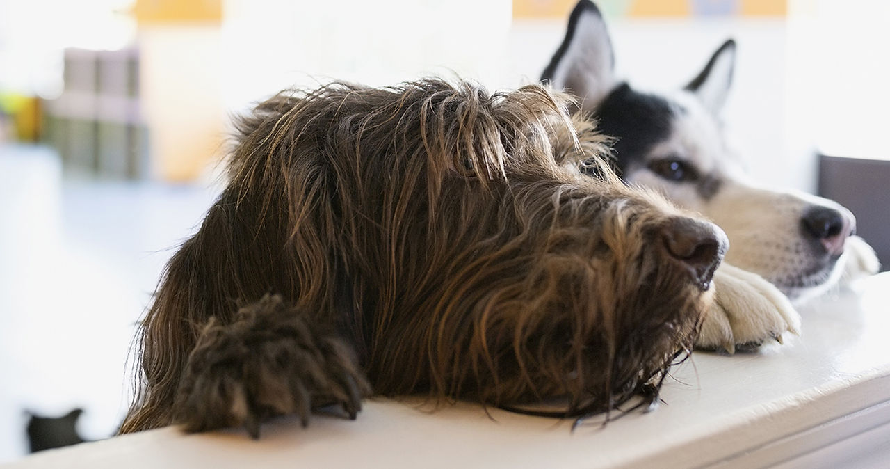Two dogs