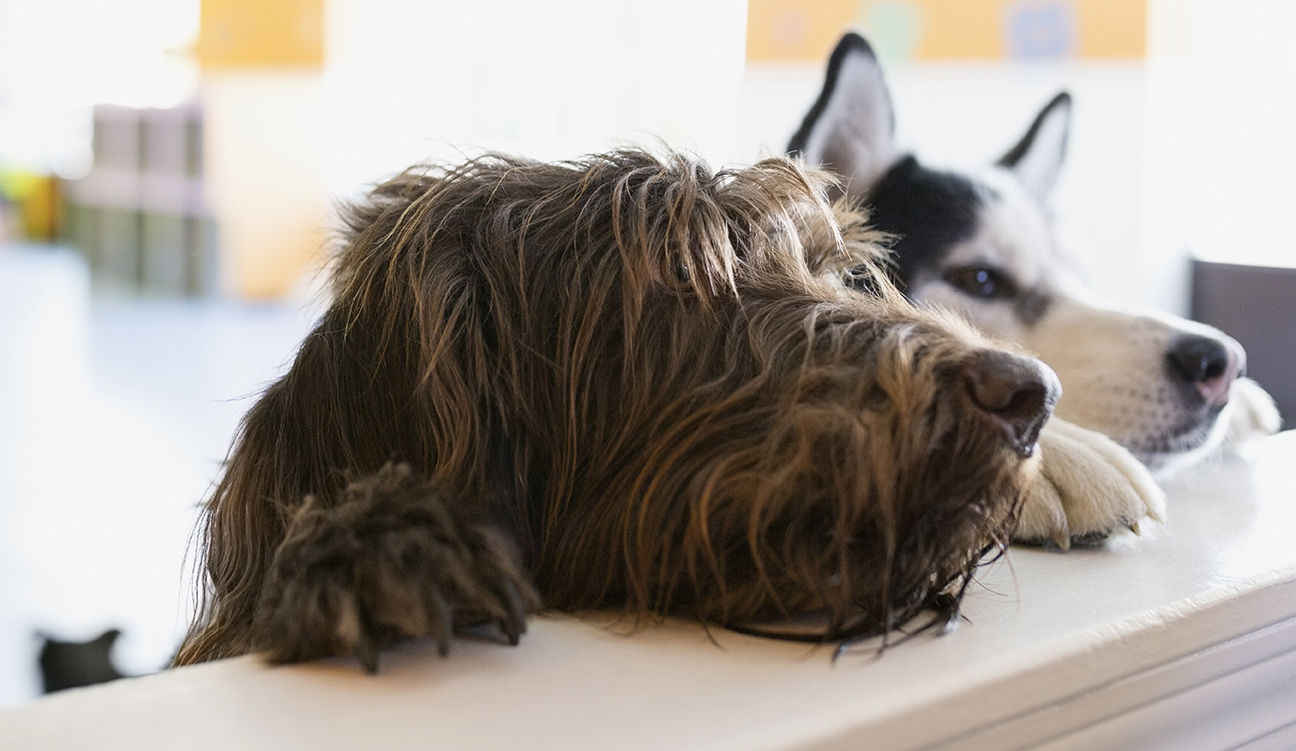 Two dogs
