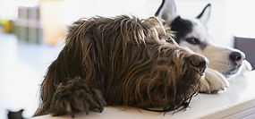 Two dogs