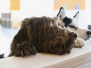 How to stop your dog from counter surfing