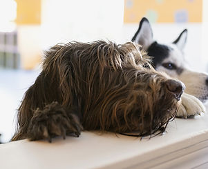 Two dogs