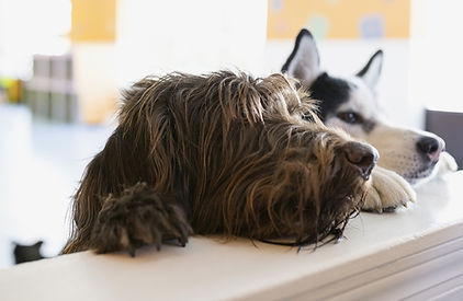 Two dogs