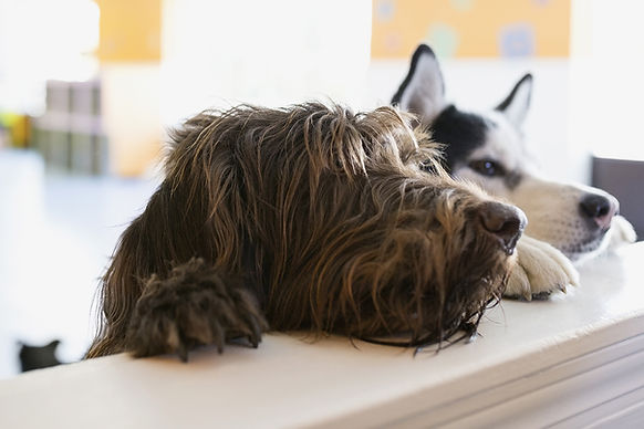 A DOGGY DAYCARE FACILITY WITH TWO DOGS