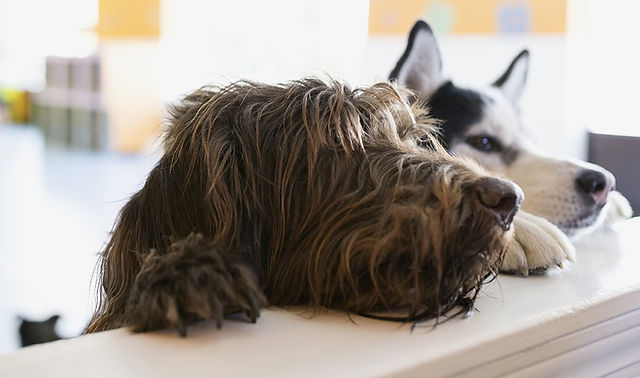 Cuttles dog hot sale grooming
