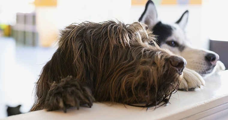 Two dogs