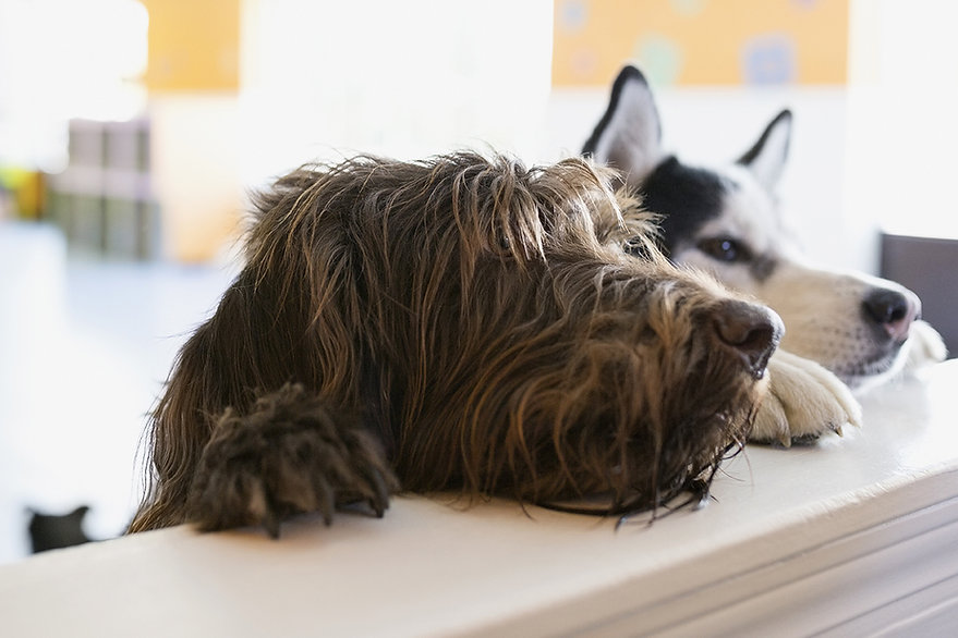 Two dogs
