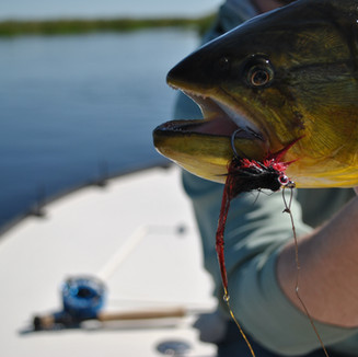 GOLDEN DORADO