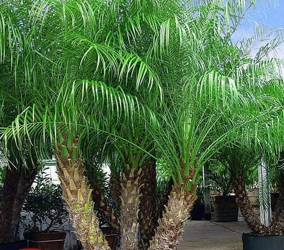 Robellini Palms