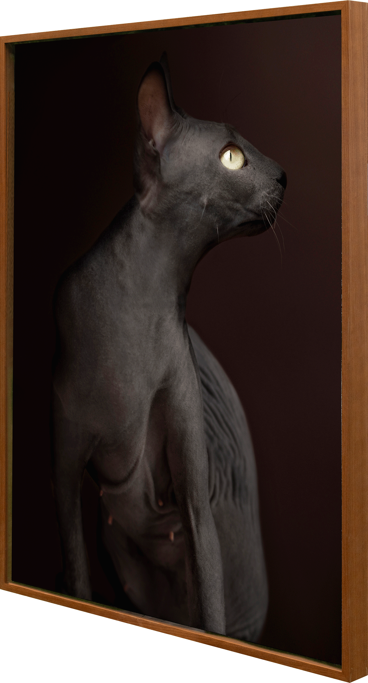 3 Les Creatures Vivantes_3.4 Le chat nu IMAGE 3.gif