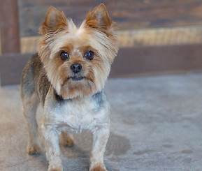 IMG_5434-rocky.jpg
