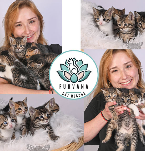 Stephanie Petersen Photography gives back! SPP supports both Furvana Cat Rescue as well as Bayonne Feral Cats through donations of both funds as well as promotional material.