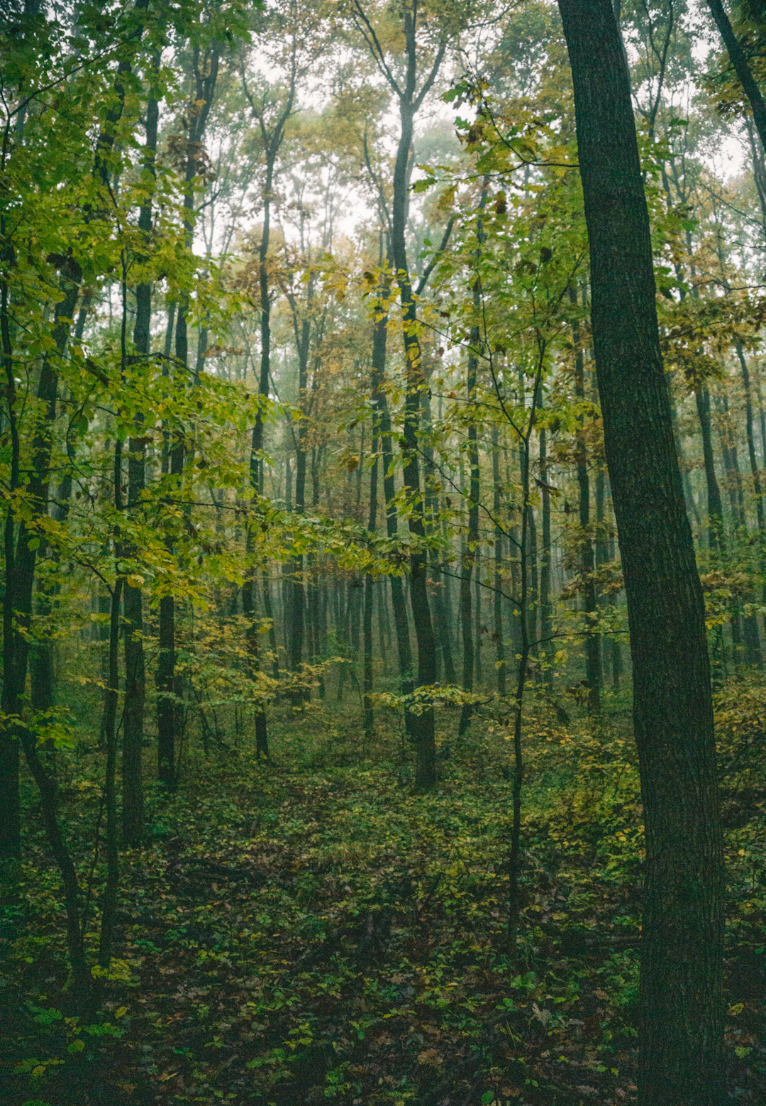Unlocking the Healing Power of Nature: Why the Great Outdoors is Essential for Recovery