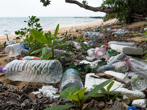 Turning Ocean Plastic into Profit: Surprising Products and Sustainable Branding