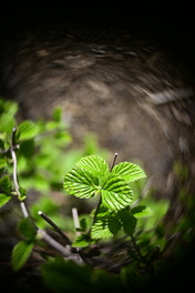 Photo Taken with Meyer Gorlitz 3.5cm projector lens has swirly bokeh and shallow depth of field