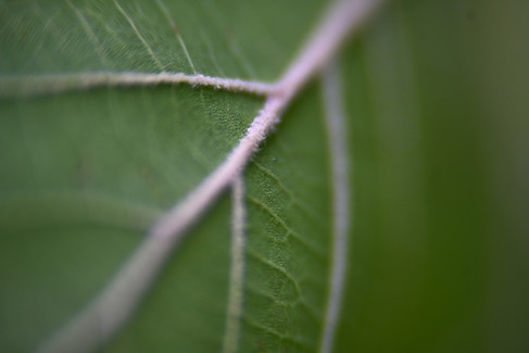 Bell & Howell 16mm 2inch f/1.2 Projector Lens Sample Shot