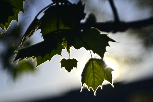 Laack Anastigmat 1:2.5 f=7.5cm Ihagee Projector Lens flare shot