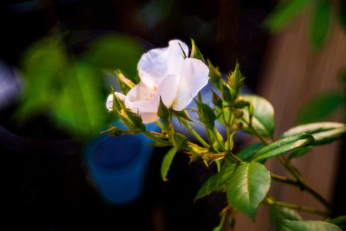 Photo Taken with a Steinheil Munchen Magnostar 1:2.8 f=8cm VL Projector Lens