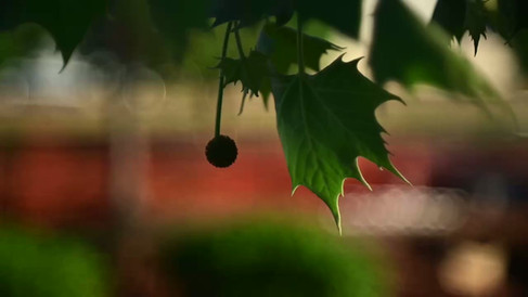 Laack Anastigmat 1:2.5 f=7.5cm Ihagee Projector Lens videography