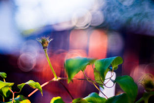 Steinheil Munchen Magnostar 1:2.8 f=8cm VL Projector Lens has great bokeh quality and character.