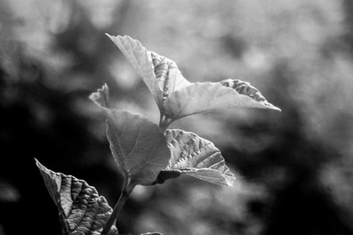 Kodak Projection Ektar f:4.5 75mm Enlarger Lens B&W Bokeh