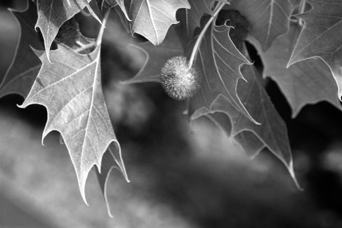 B&W Photo with a Polaroid Land Camera Model 150 Lens 130mm f/8.8
