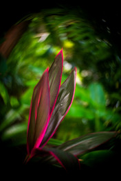 Meyer Gorlitz Kinon Superior f=5cm Photo Bokeh Sample