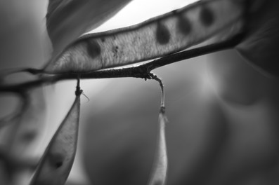 Bell & Howell 16mm 2inch f/1.2 Projector Lens Sample Shot in B&W