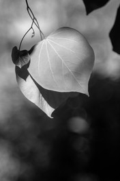 Black and White Photo of a Polaroid Land Camera Model 150 Lens 130mm f/8.8