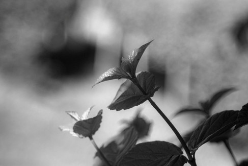 Wollensack Raptar 101mm f/3.5 Lens B&W Bokeh Sample