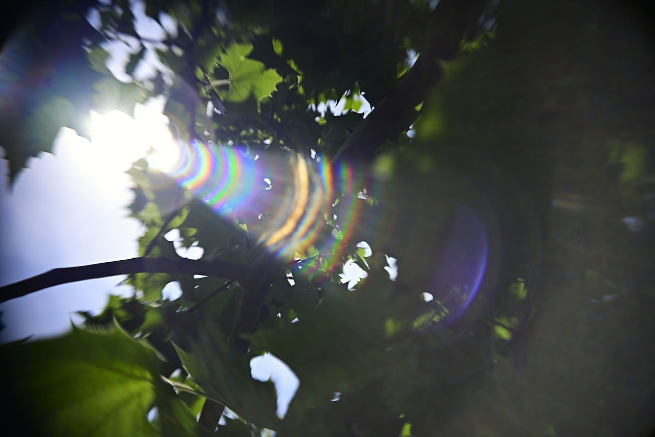 Minolta DiMage Scan Elite 5400 Scanner Lens Flare Effect in a Sample Image