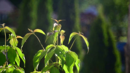 Color Video Taken with a Steinheil Munchen Magnostar 1:2.8 f=8cm VL Projector Lens