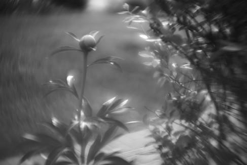 Meyer Gorlitz (no name) F=5cm Projector Lens Photo B&W Bokeh