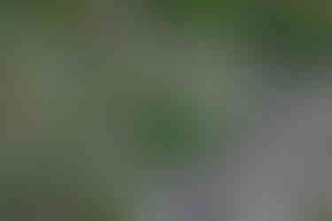 Rapid Rectilinear Bausch & Lomb 6.5-inch f/8 Camera Lens Sample Shot