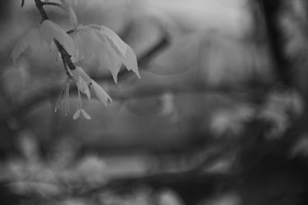 Laack Anastigmat 1:2.5 f=7.5cm Ihagee Projector Lens infrared shot