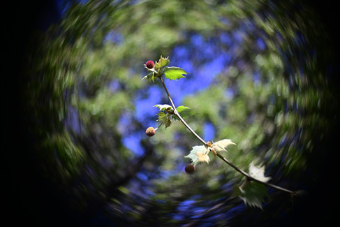 Hugo Meyer & Co Gorlitz Kinon Superior I F=3.5cm Projector Lens photo sample