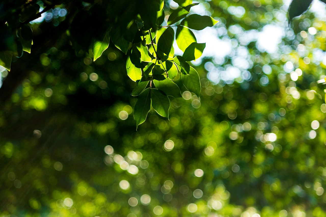 Triplet 78mm F/2.8 MMZ Projector Lens Bubble Bokeh