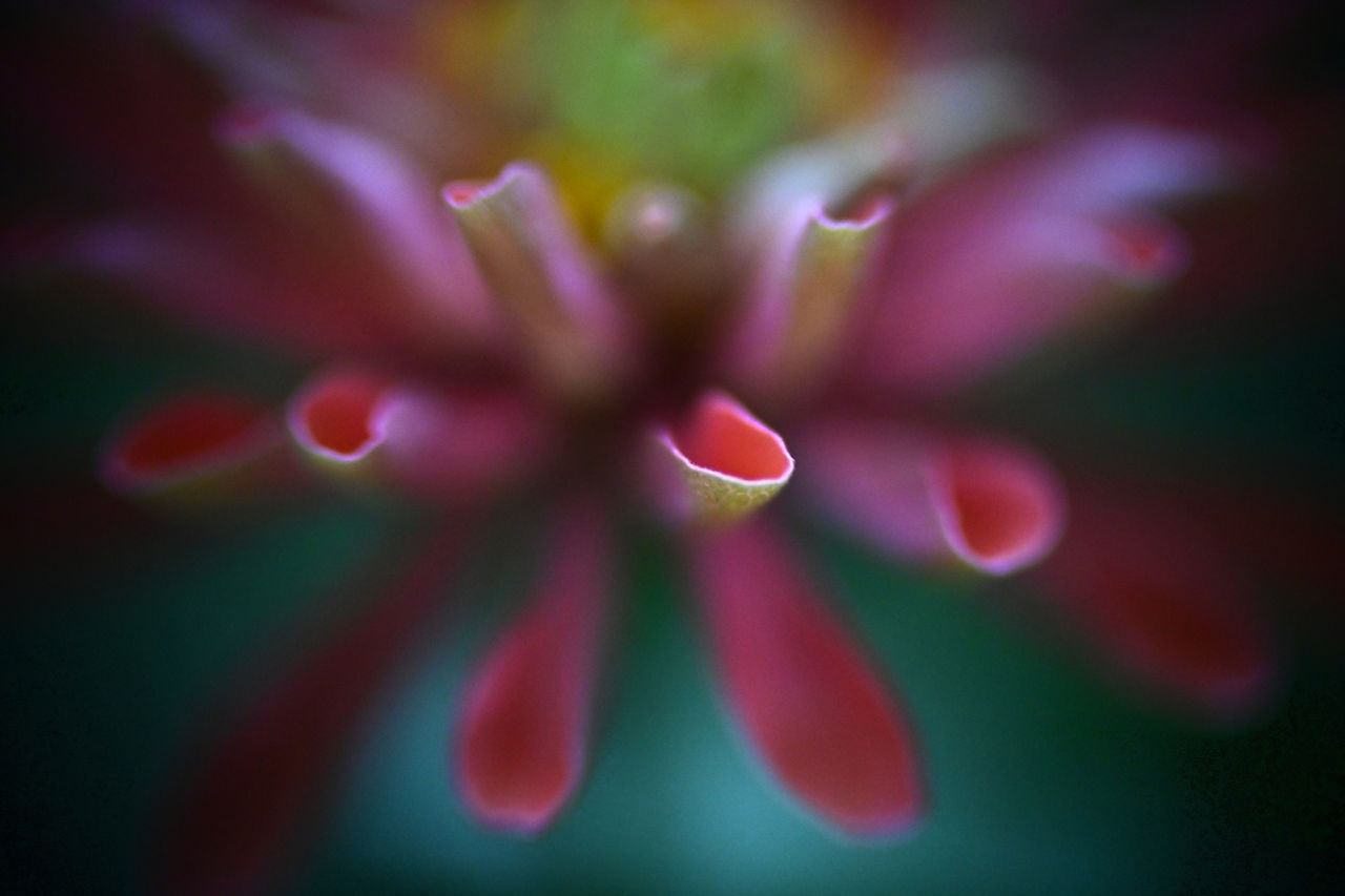 Bell & Howell 2-inch f:1.6 Projector Lens Macro Sample Photo