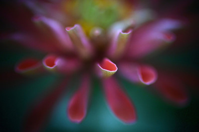 Bell & Howell 2-inch f:1.6 Projector Lens Macro Sample Photo