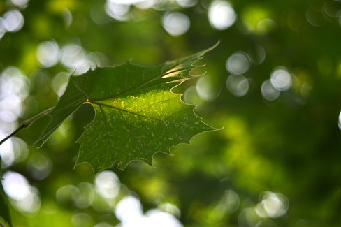 Vintage Meyer Gorlitz Diaplan 100mm 1:3 Projector Lens Bubble Bokeh Test and Review Sample Shot