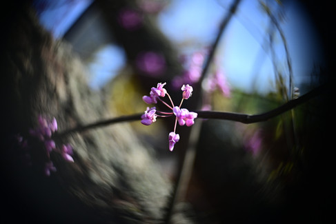Photo Taken with Meyer Gorlitz 3.5cm projector lens has swirly bokeh and shallow depth of field