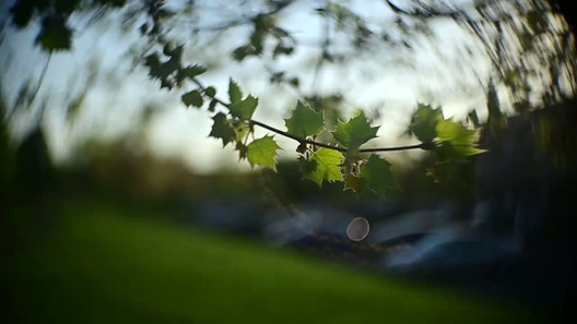 Meyer Gorlitz Kinon Superior I 1:1.8 f=5cm Projector Lens video flare