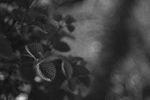 Laack Anastigmat 1:2.5 f=7.5cm Ihagee Projector Lens bubbly bokeh