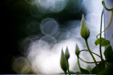 Bubble Bokeh of a Steinheil Munchen Magnostar 1:2.8 f=8cm VL Projector Lens