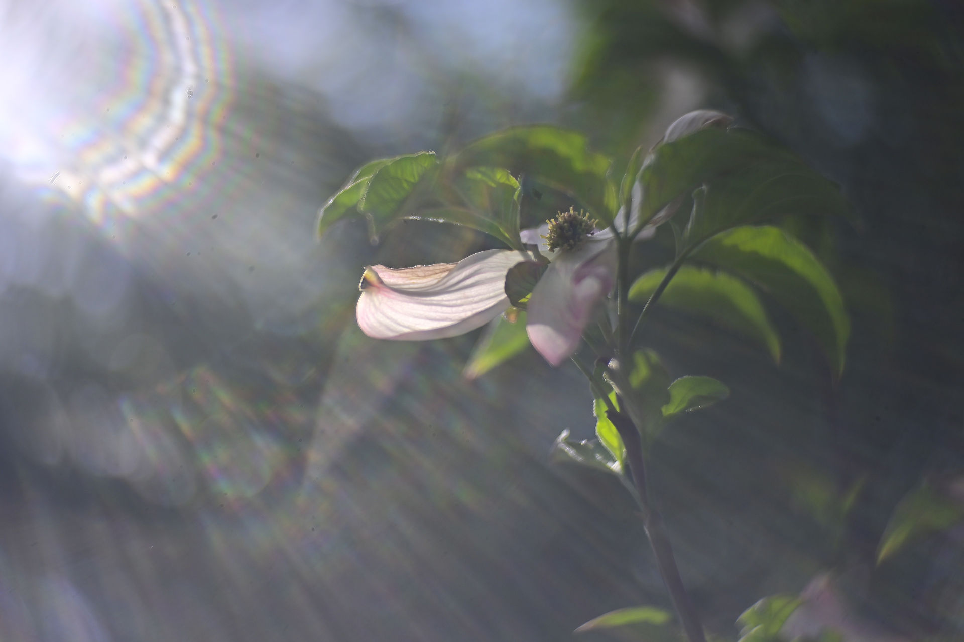Kinon III F=5cm Hugo Meyer & Co Gorlitz Projector Lens Sun Flare in Photography