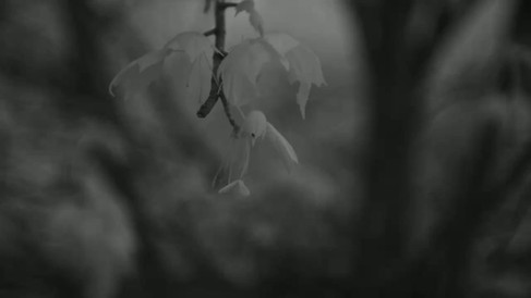 Laack Anastigmat 1:2.5 f=7.5cm Ihagee Projector Lens infrared video sample