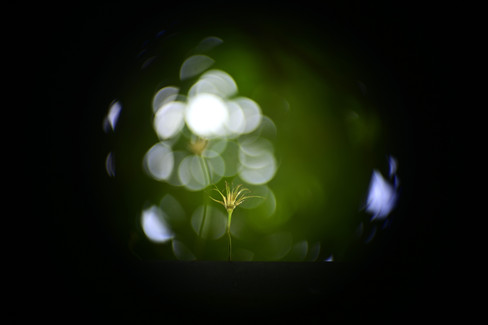 Bell & Howell 16mm 2inch f/1.6 Projection Lens Soft, Swirly Bokeh