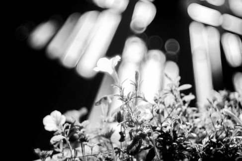 Steinheil Munchen Magnostar 1:2.8 f=8cm VL Projector Lens B&W Photo Sample