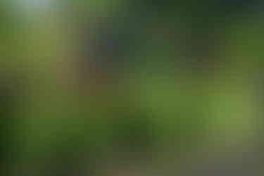 Laack Anastigmat 1:2.5 f=7.5cm Ihagee Projector Lens Bokeh Photos